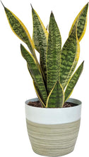 Load image into Gallery viewer, Costa Farms Snake Plant, Easy Care Live Indoor Plant in Modern Décor Planter, Air Purifying Houseplant, Boho Decor, Living Room Décor, New Home Gift, Birthday Gift, Grower&#39;s Choice, 1-2 Feet Tall