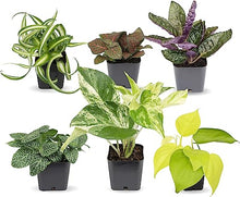Load image into Gallery viewer, Easy to Grow Houseplants (6 Pack), Live House Plants in Plant Containers, Growers Choice Plant Set in Planters with Potting Soil Mix, Home Décor Planting Kit or Outdoor Garden Gifts by Plants for Pets